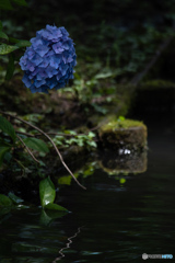 三渓園 紫陽花②