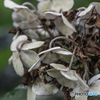 三溪園 紫陽花①