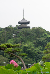 三溪園 蓮