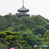 三溪園 蓮
