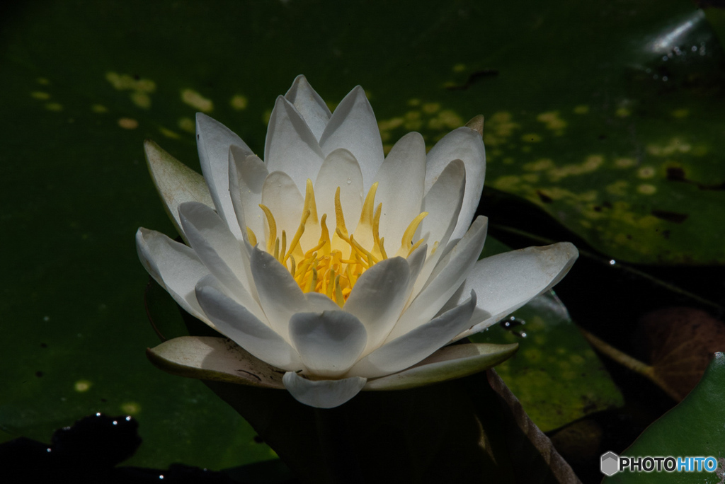 三渓園 睡蓮②
