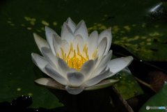 三渓園 睡蓮②