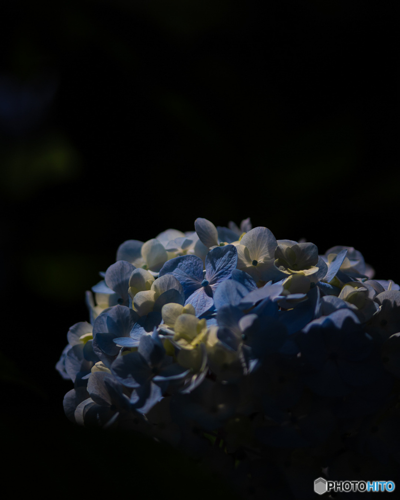 三渓園 紫陽花