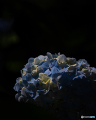 三渓園 紫陽花