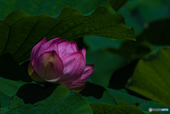 三渓園 蓮