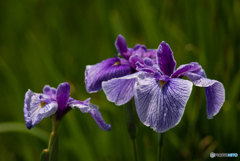 三渓園 菖蒲