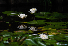 三渓園 睡蓮