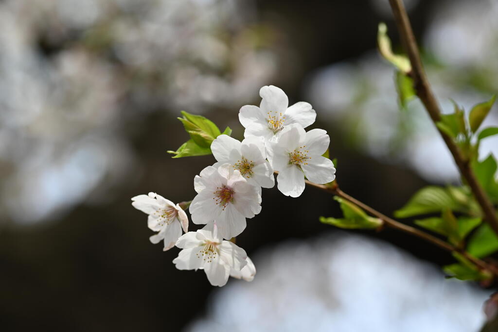 公園の桜