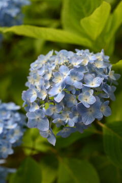 紫陽花