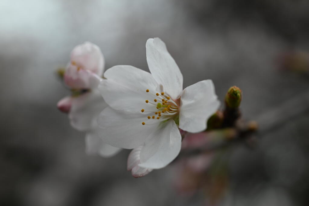 神社の桜