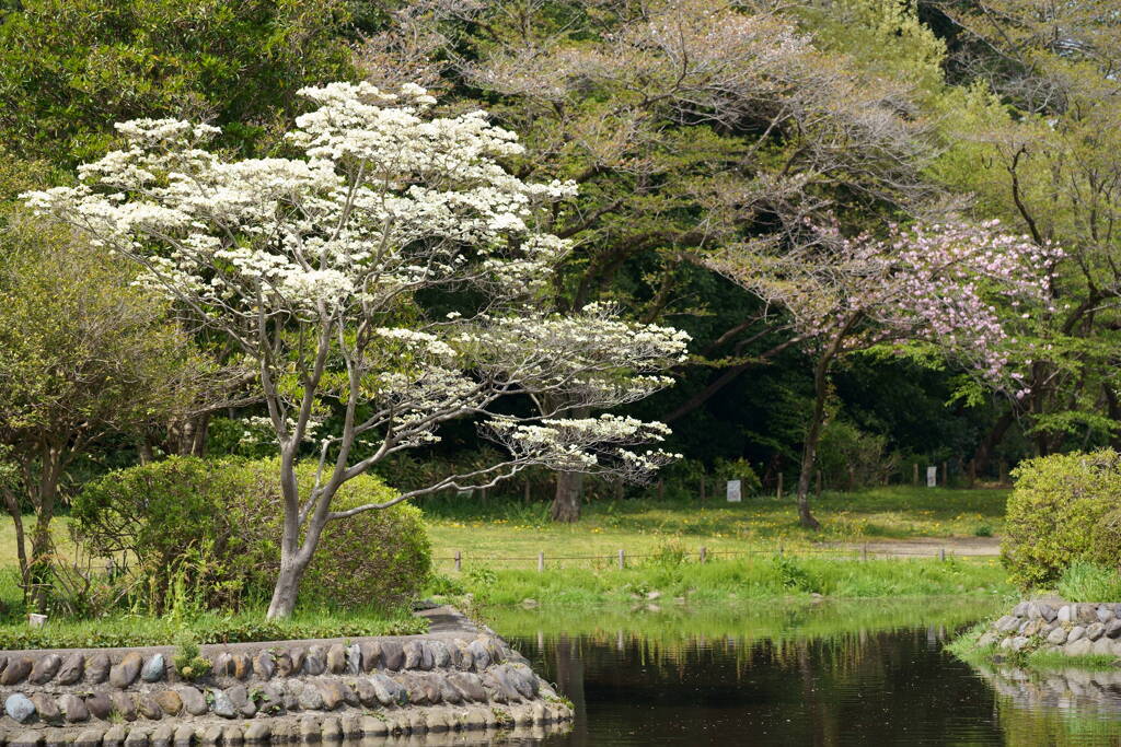 せせらぎの園