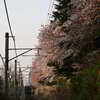 桜・相模線
