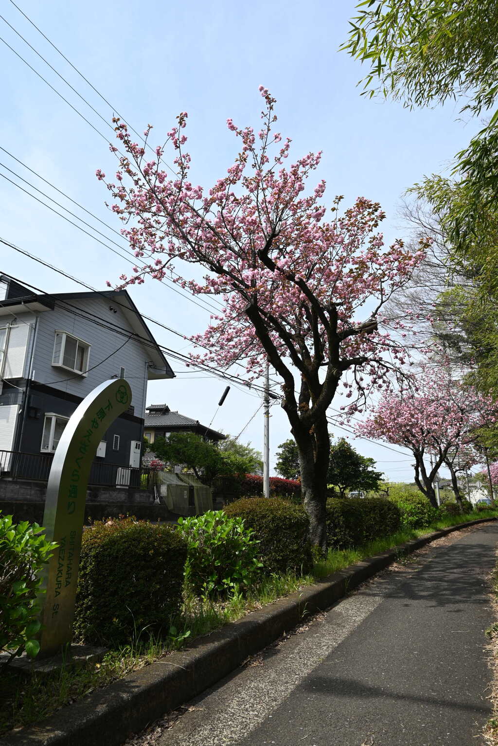 下原やえざくら通り