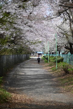 横山公園への道
