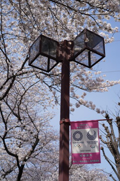 桜・オリンピック旗