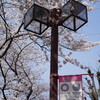 桜・オリンピック旗