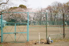 桜・テニスコート
