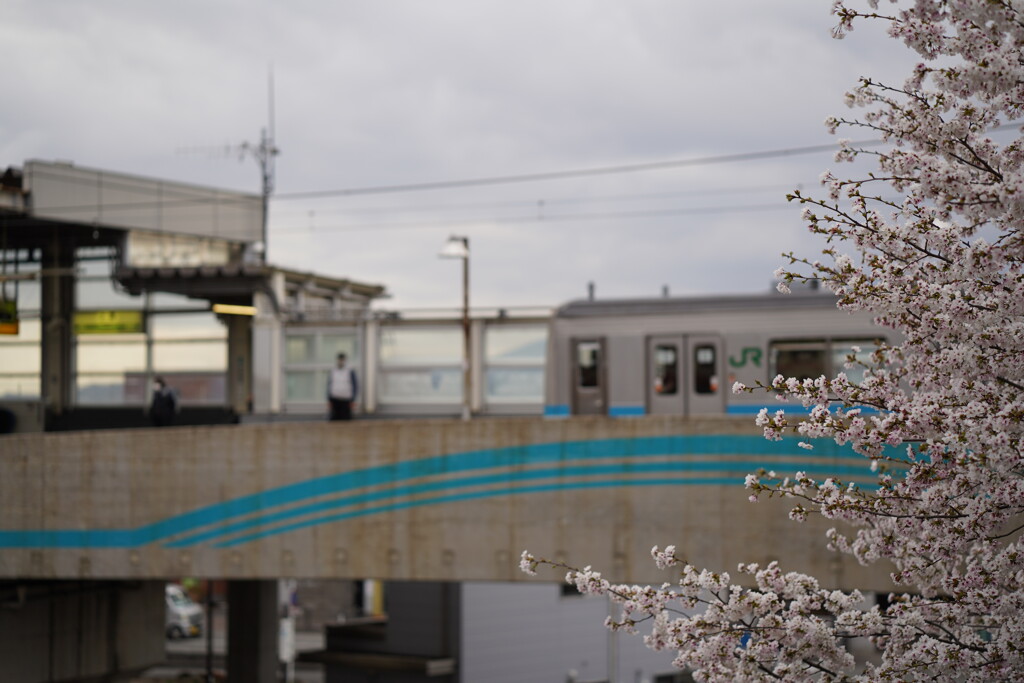 桜・相模線