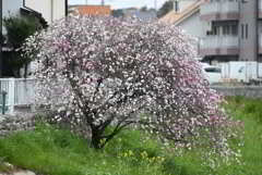 春花