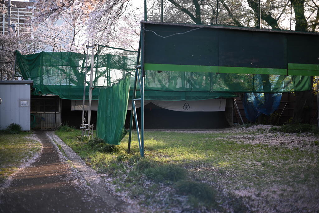 桜の弓道場