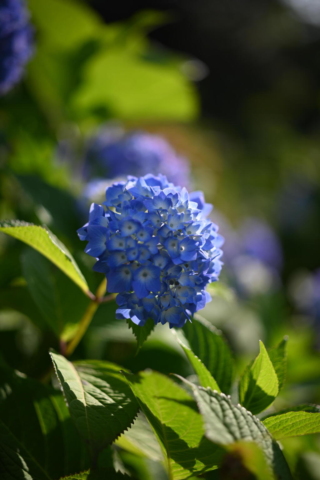 公園の紫陽花