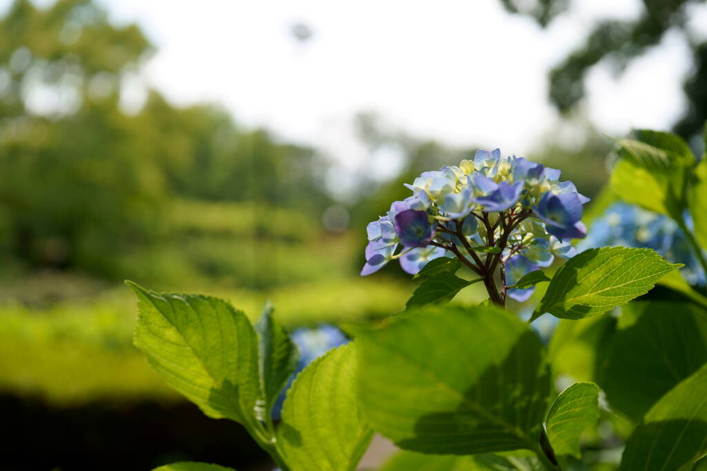 紫陽花