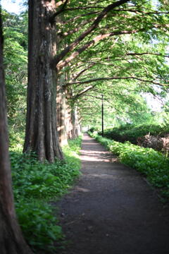 午後の公園