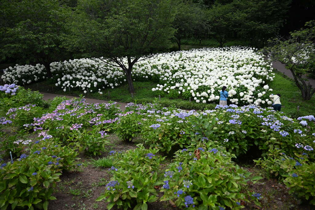 相模原北公園・紫陽花