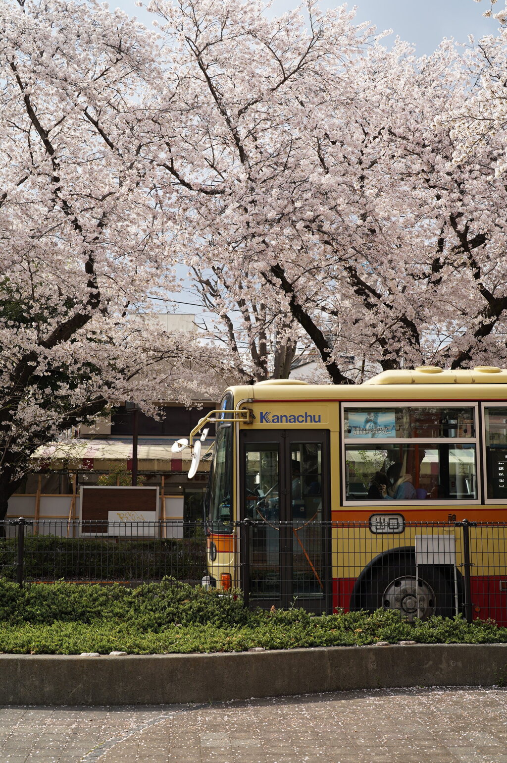 バス・桜