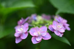 紫陽花