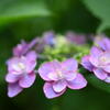 紫陽花