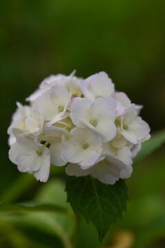 紫陽花