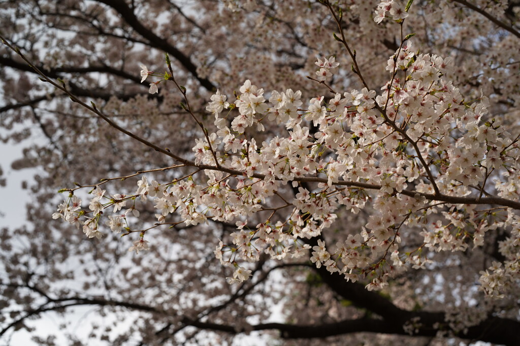 団地の桜
