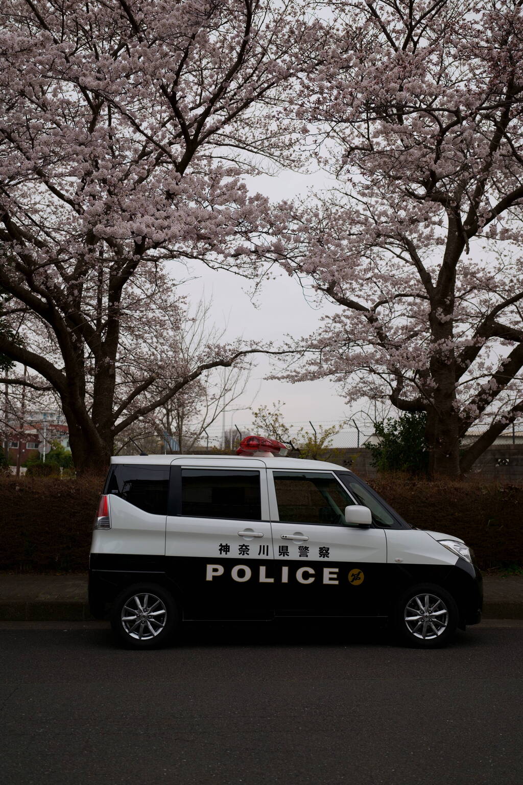 桜・パトカー