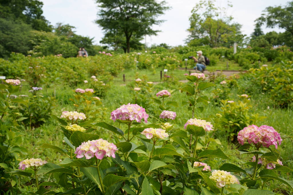 相模原北公園・紫陽花