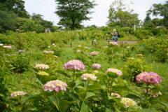 相模原北公園・紫陽花