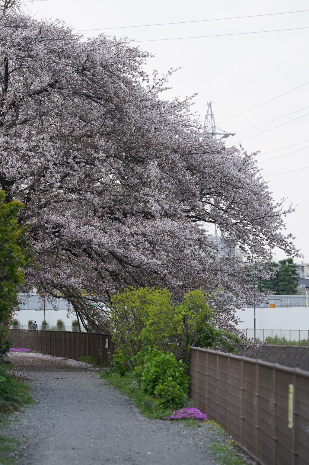 川沿いの桜