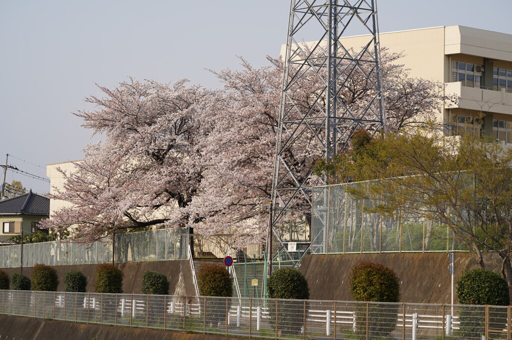 学校の桜