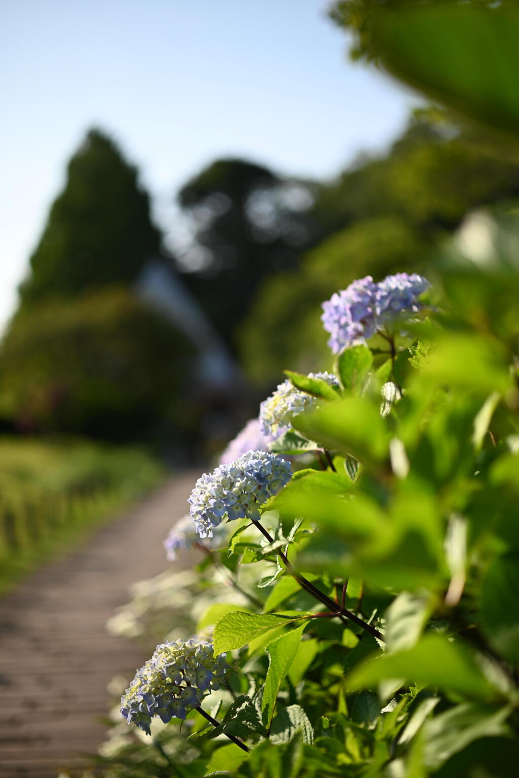 公園の紫陽花