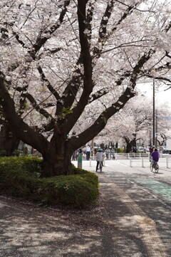 市役所通り
