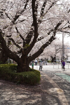 市役所通り