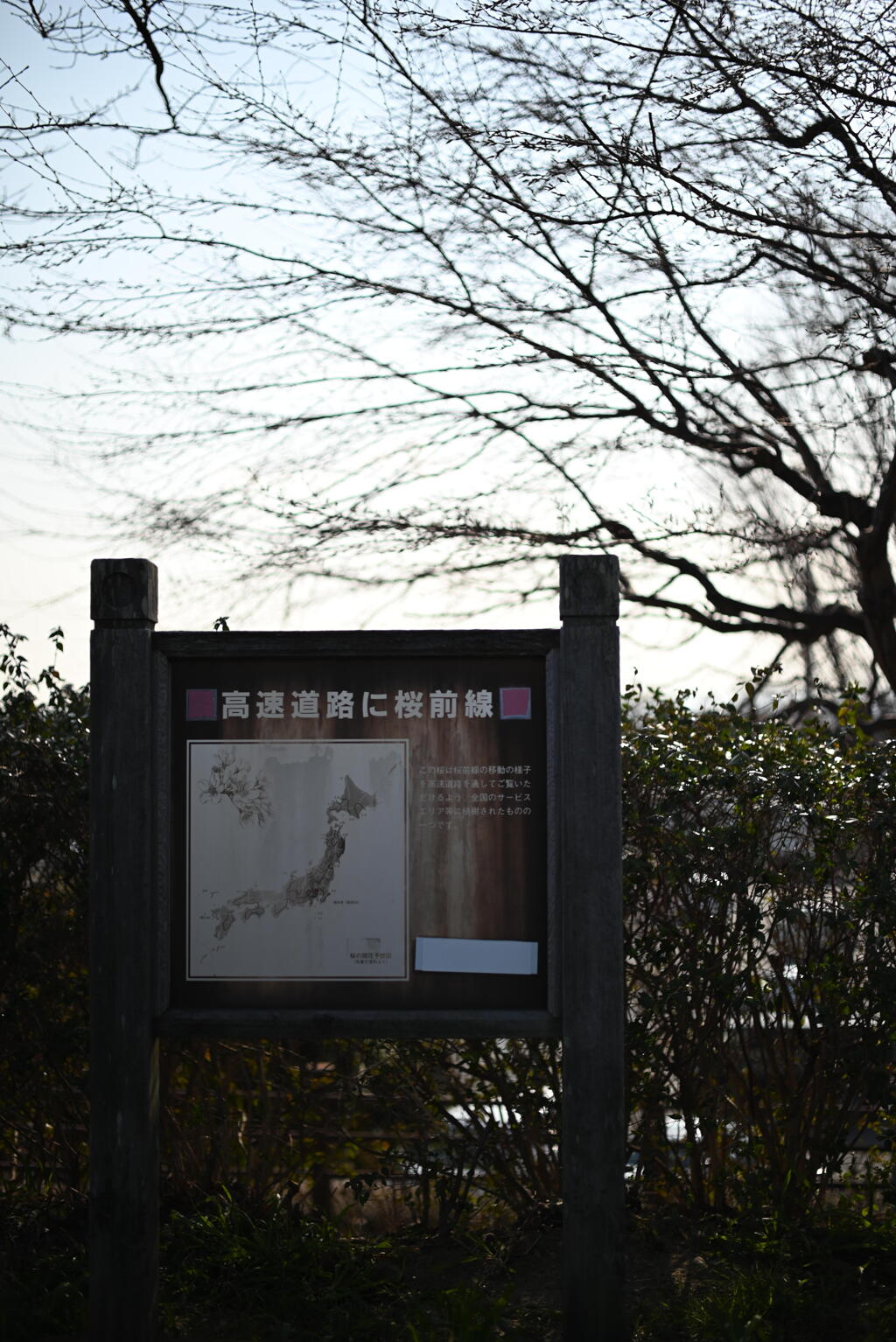桜前線