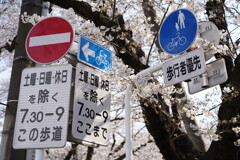 桜・標識