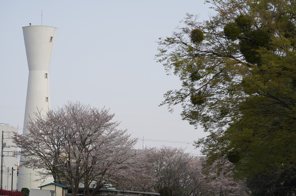 給水塔と不思議な木