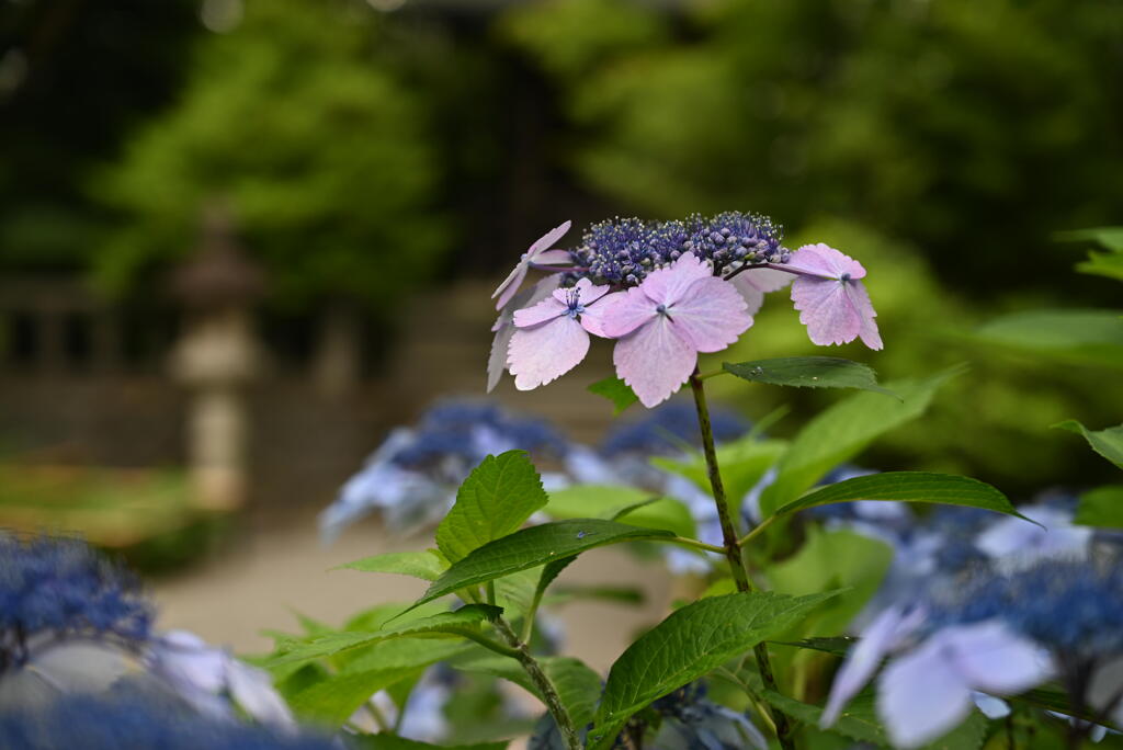 紫陽花（末社宮山神社）