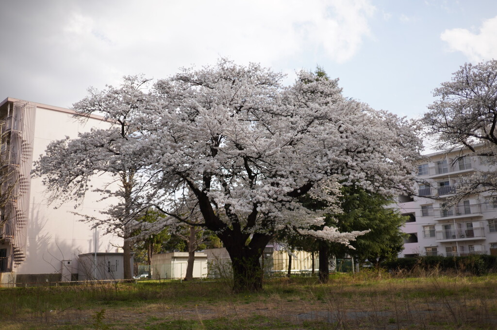 団地の桜