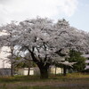 団地の桜