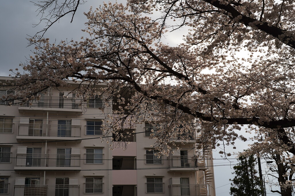 団地・桜