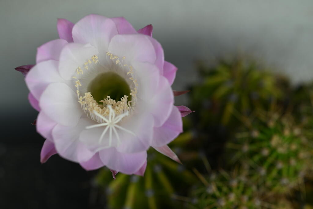 サボテンの花