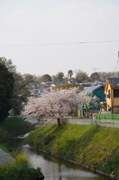 川沿いの桜